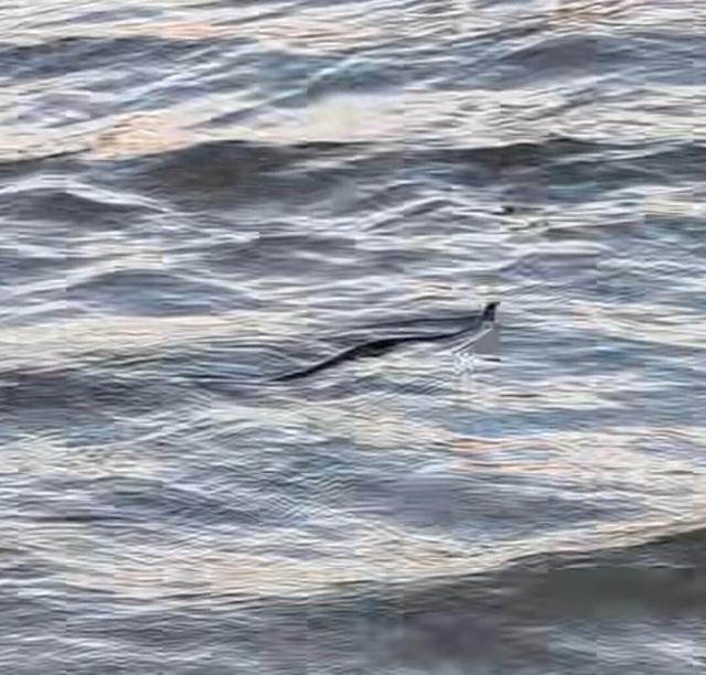 汉口江滩浅水区惊现水蛇 已禁止下水