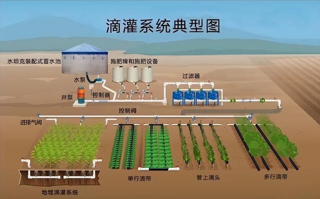 塔克拉玛干边缘种出万亩“致富草” 沙漠变绿洲的硬核实践