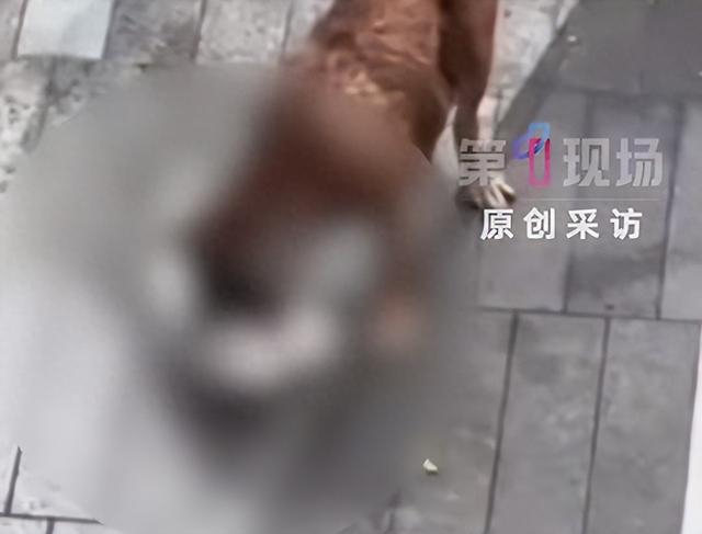 香港街头惊现狗咬狗 大型犬连咬两小狗引发关注