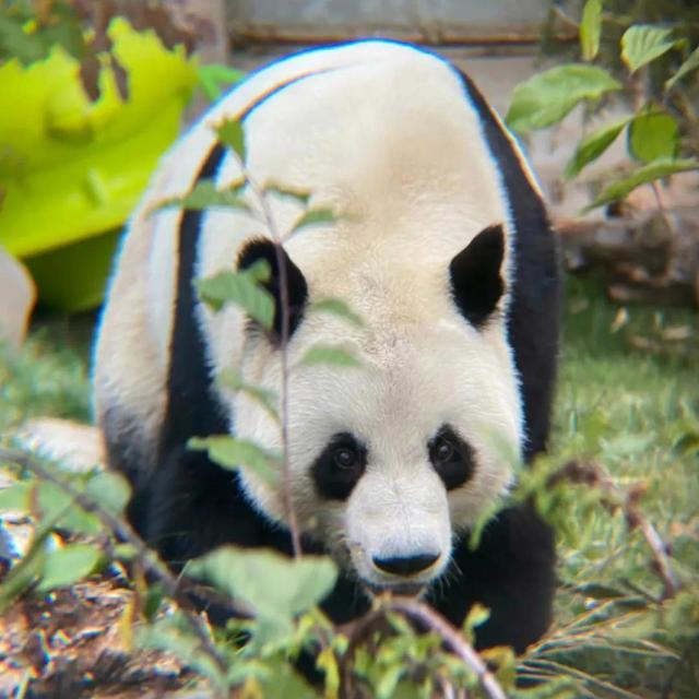 花花的妈妈和爸爸是谁 熊猫成功有几个孩子？
