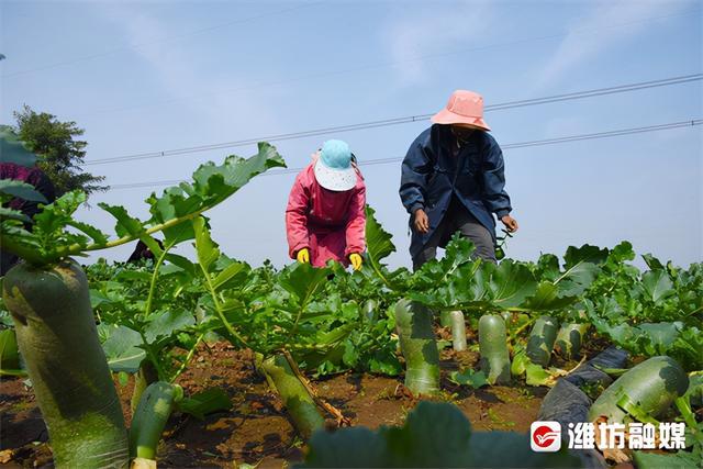 潍坊市36家合作社入围“2021中国农民合作社500强”