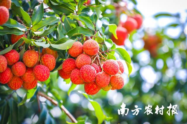 AI赋能激活荔枝产业新动能——湛江遂溪乌塘小红书村2.0特训营今日启幕