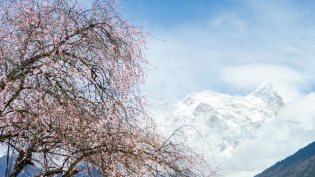 西藏林芝：南迦巴瓦峰下桃花盛开