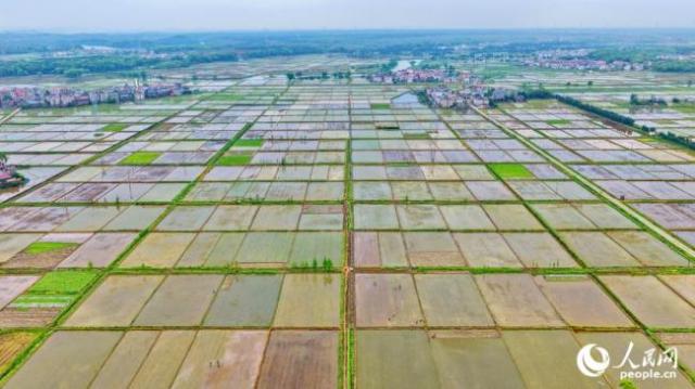 江西上高：连片农田如同“调色盘”