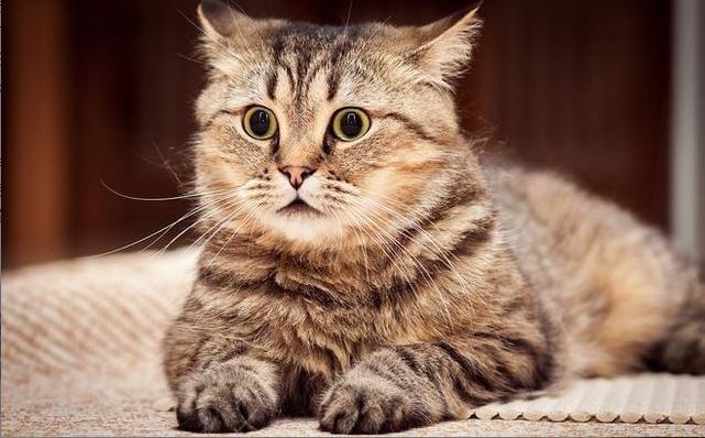 全是教官的错？教官摔猫致死被辞退，学生多次挑衅激化矛盾