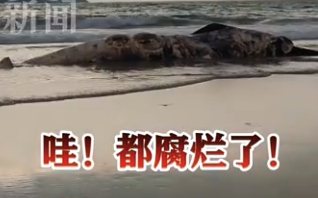 香港露营胜地咸田湾惊现巨型鲸尸 散发阵阵恶臭