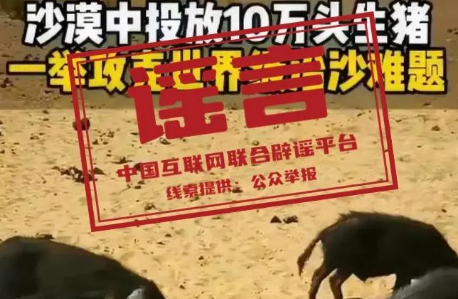 “10万头黑猪让沙漠变绿洲