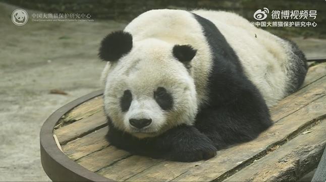 大熊貓高高去世 百歲“高姥爺”離世