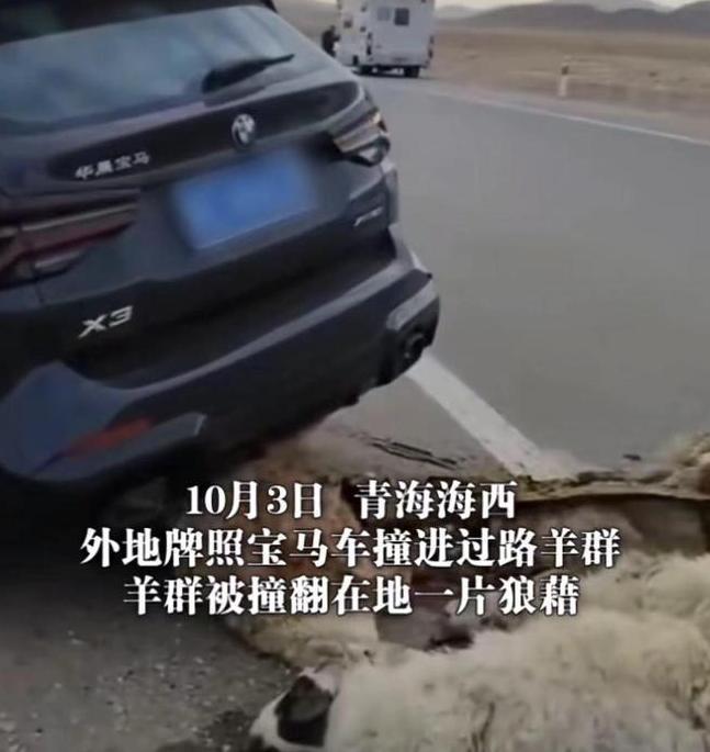 游客自驾撞进羊群 目击者曝光事故内幕