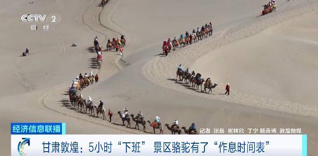 敦煌景区骆驼有了作息时间表 保障健康与游览体验