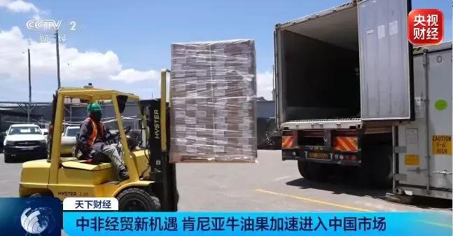 肯尼亚牛油果加速进入中国市场 零关税助力