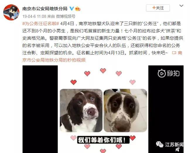 超小号警犬在线征名！