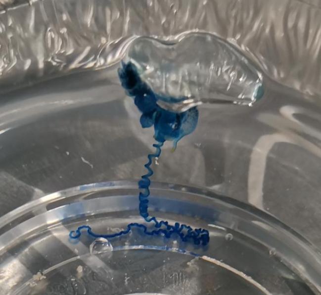 三亚辟谣多海域出现剧毒僧帽水母 是近亲蓝瓶僧帽水母