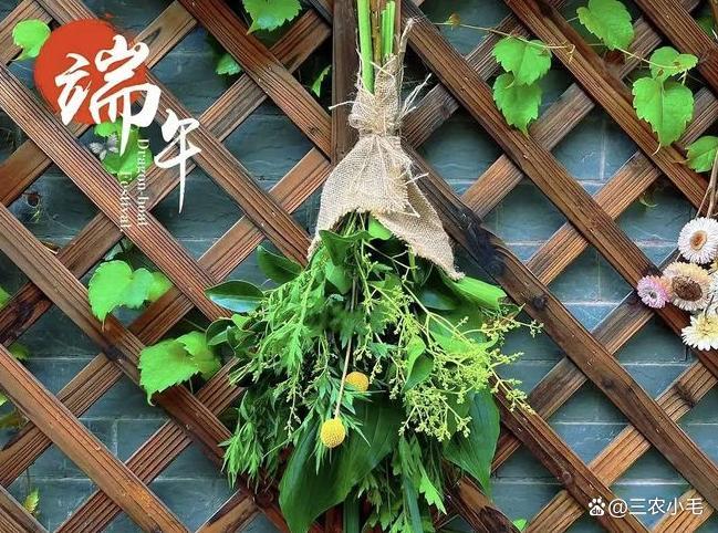 端午掛艾草有講究,，掛左邊還是右邊？一文說清楚 千年習(xí)俗的智慧