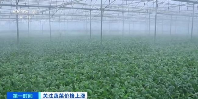 家常菜价格“不家常”？黄瓜批发价涨超40%！