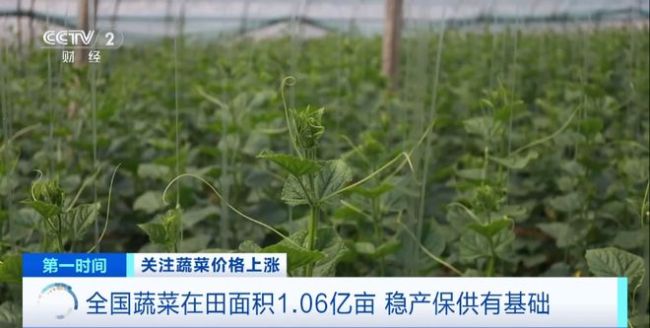 家常菜价格“不家常”？黄瓜批发价涨超40%！