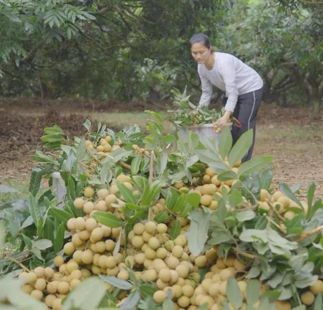 从教室到直播间，一位高校教师的农民梦