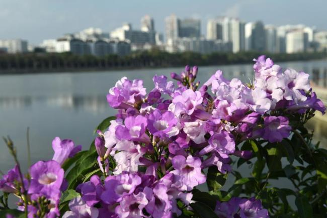 四季皆芳菲,这座城市“人间四月天”全年不打烊