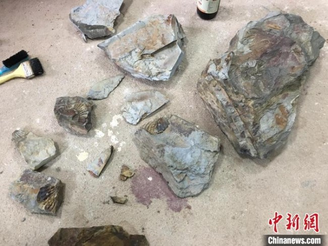 图为在广东河源新发现的距今1.82亿年的“菊石化石”。　宋秀杰 摄