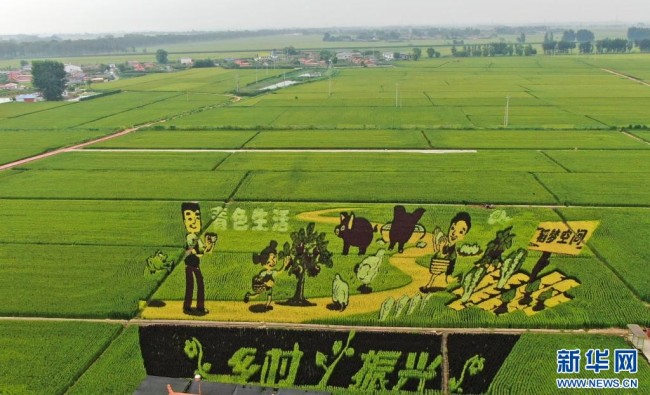 这是8月16日拍摄的稻田画《花木兰》（无人机照片）。新华社记者 杨青 摄