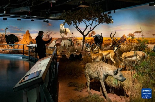 10月13日，游客在澄江化石地世界自然遗产博物馆参观动物标本。