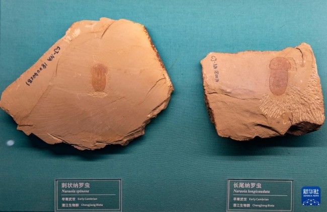 这是10月14日在澄江化石地世界自然遗产博物馆拍摄的纳罗虫化石。新华社记者 陈欣波 摄