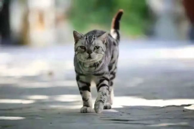 猫生虎威：这只老虎怎么“猫里猫气”的？