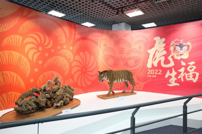 北京自然博物馆举办“虎虎生福”文物图片展