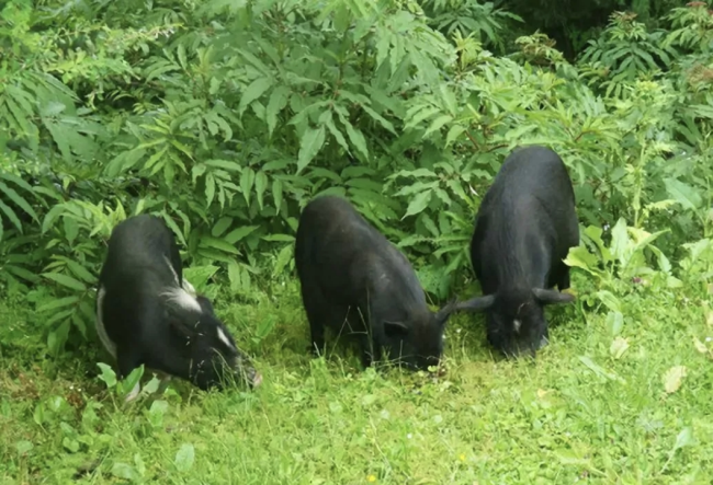 寻梦迭部：一处被自然与历史厚待的净土