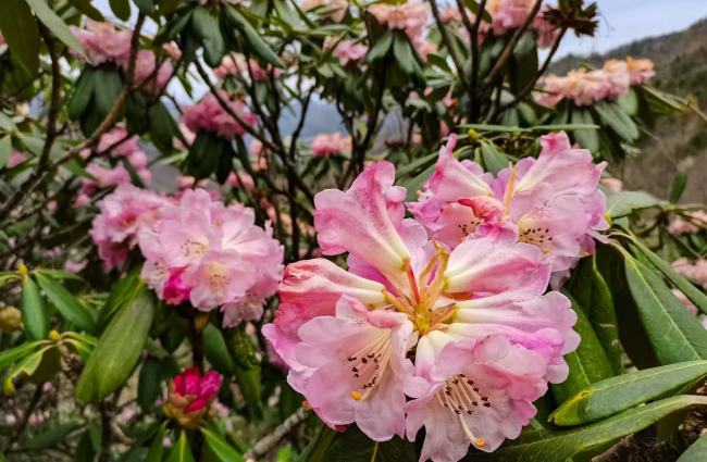 2026木王山杜鹃花季新闻发布会在西安举办