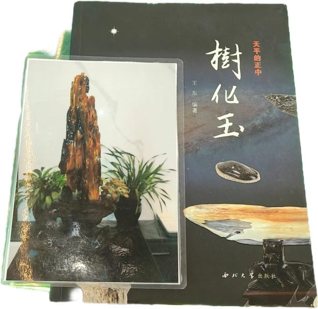 【中华名石典藏】听海观音（树化玉·植物舍利子宝石）