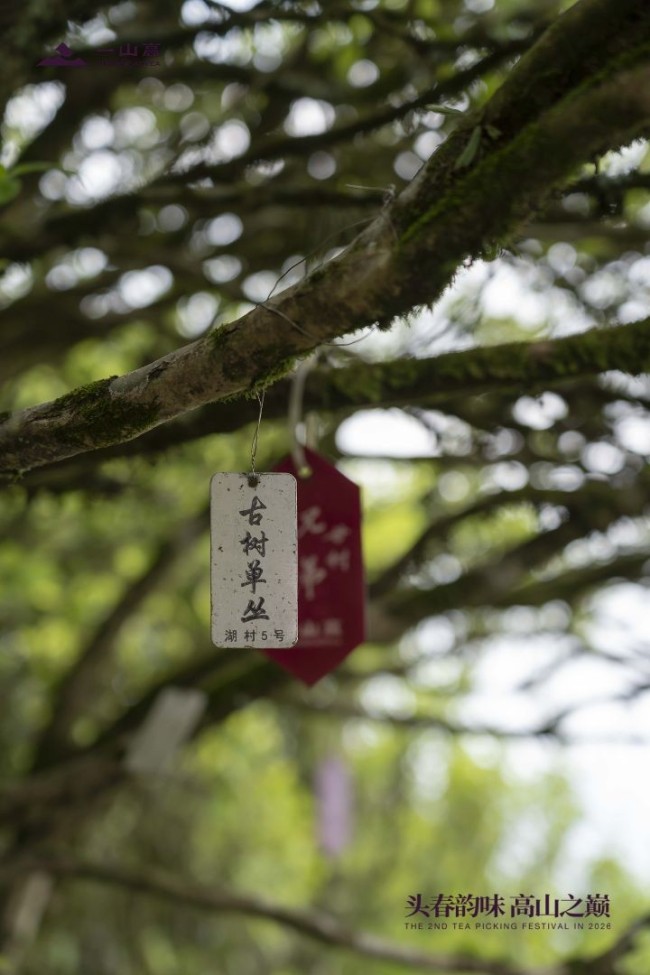 一山高第二届春茶文化节圆满举办 以茶为媒赋能品牌发展，传递单丛文化魅力