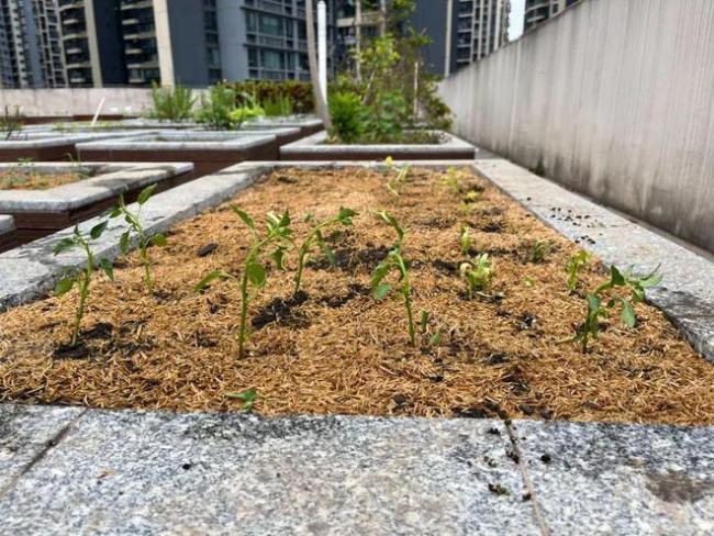 四年辗转三个国家四个城市，孩子上学怎么适应？