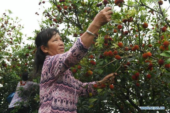 广西、贵州的杨梅熟了 Chinese bayberries enter harvest season in China's Guangxi ...