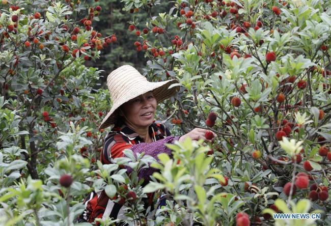广西、贵州的杨梅熟了 Chinese bayberries enter harvest season in China's Guangxi ...