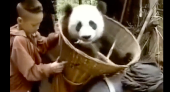 如何给外国人解释系列更新以前的四川人捡到大熊猫
