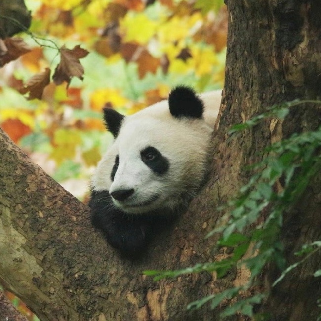 我的宝宝！大熊猫萌兰8岁生日快乐！