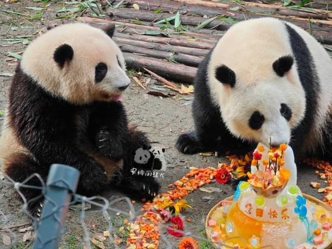 我的宝宝！大熊猫萌兰8岁生日快乐！