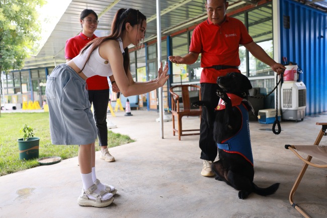 蔡依林走進西安導盲犬中心 體驗跟隨導盲犬出行