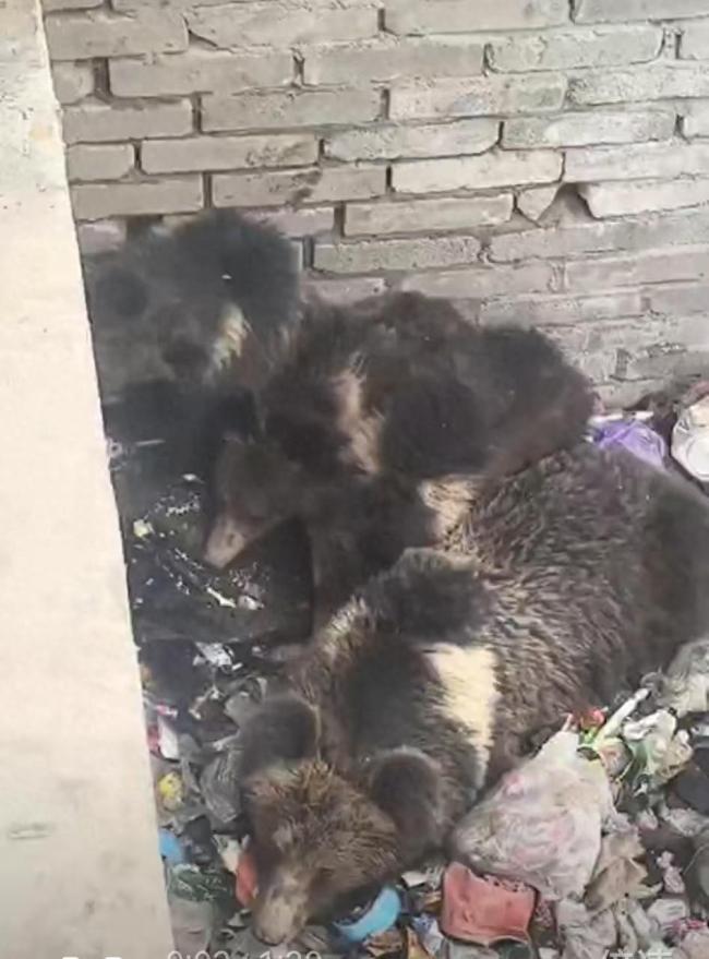 “倒霉熊”一家四口被困垃圾池，搭桥助脱险的民警笑称：它可能是“惯犯”