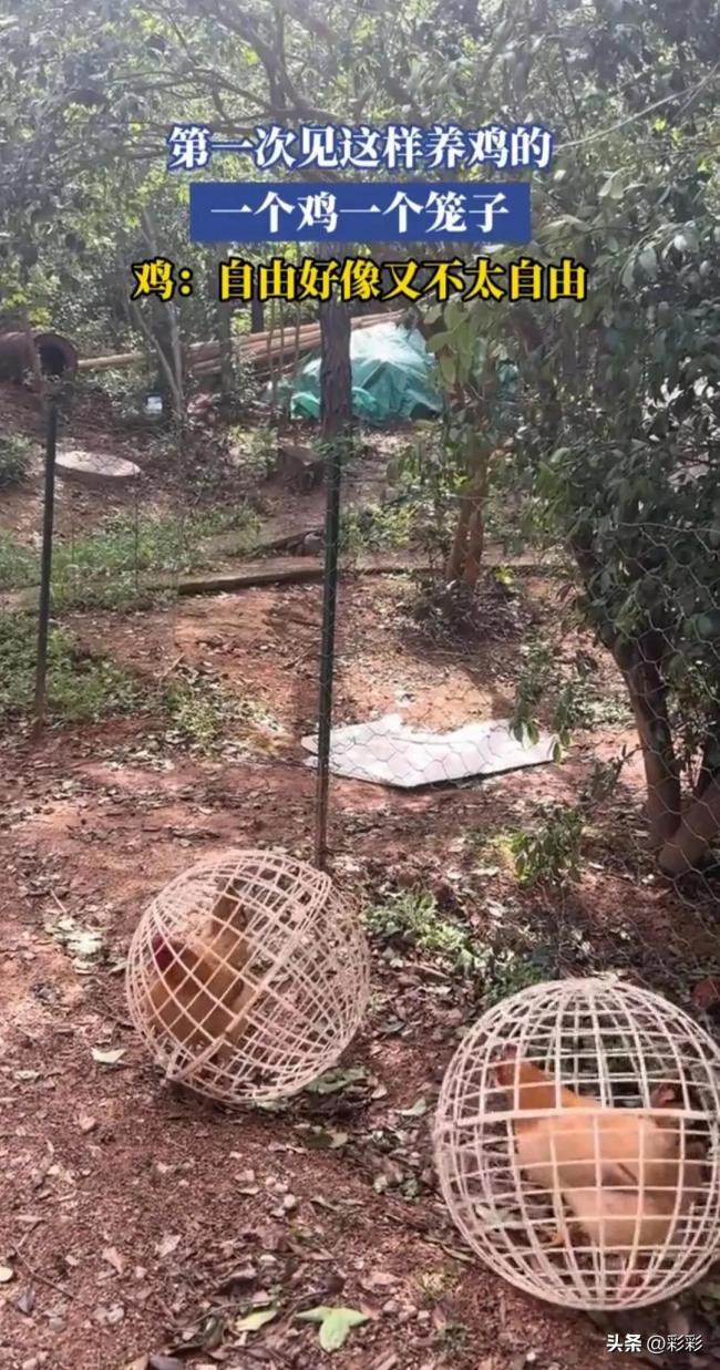 养殖户养鸡给每只鸡配一个笼子