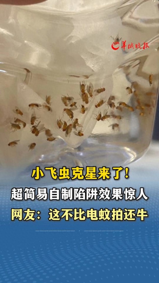女子好处小飞虫罗网效能惊东谈主 创意获赞