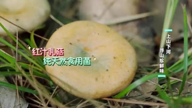 今年第一批菌子中毒的人来了！吃菌子中毒的常见症状是什么