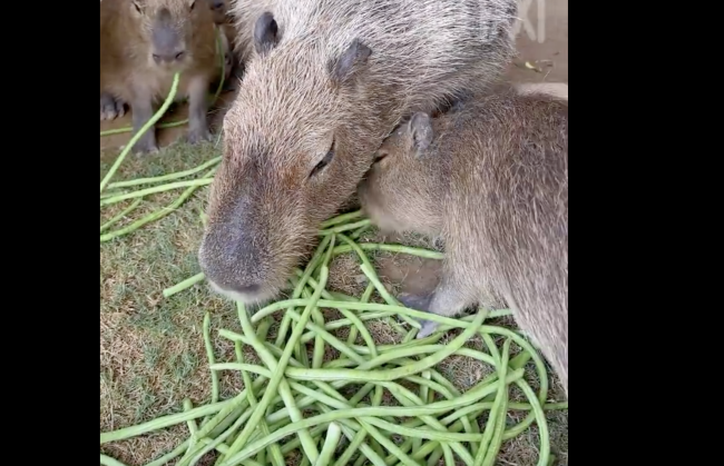飼養(yǎng)員一天喂卡皮巴拉800根豆角 動物園的“越獄大師”