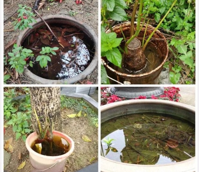 极端高温热死蚊子？看完这篇，我心情很复杂……