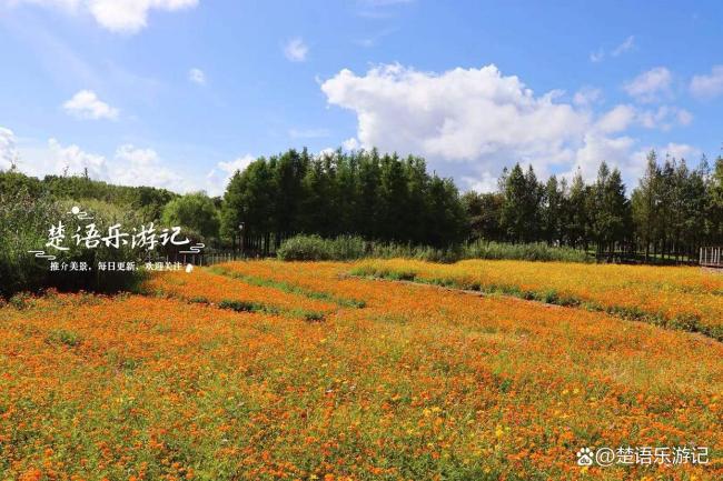 浙江宁波这片城中花海再次绽放，堪称赏花界顶流，非常值得游玩 藏在秋天的童话
