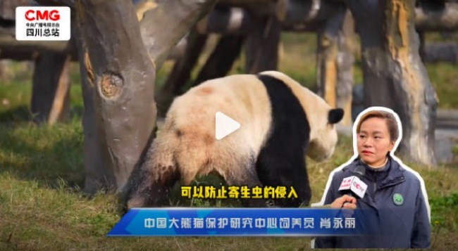 发现我跟大熊猫有一个共同点