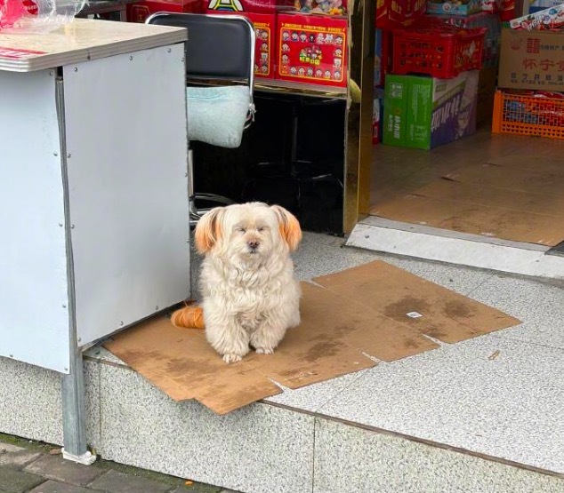 小狗好慈祥的双马尾 网友调侃“像老奶奶般慈祥”