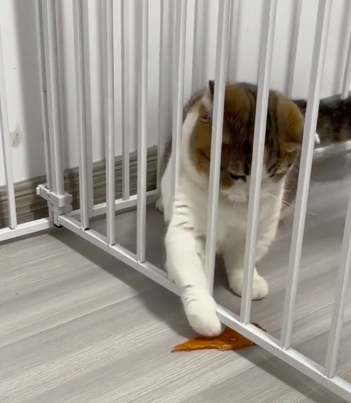 小猫看得出左手跟右手不太熟