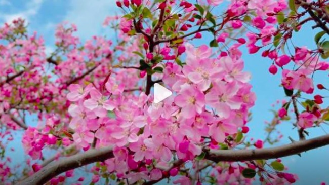泸沽湖海棠开了 蓝湖粉花美到失语
